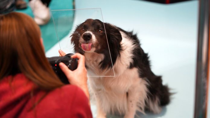 The dogs that stole our hearts at The Photography and Video Show
